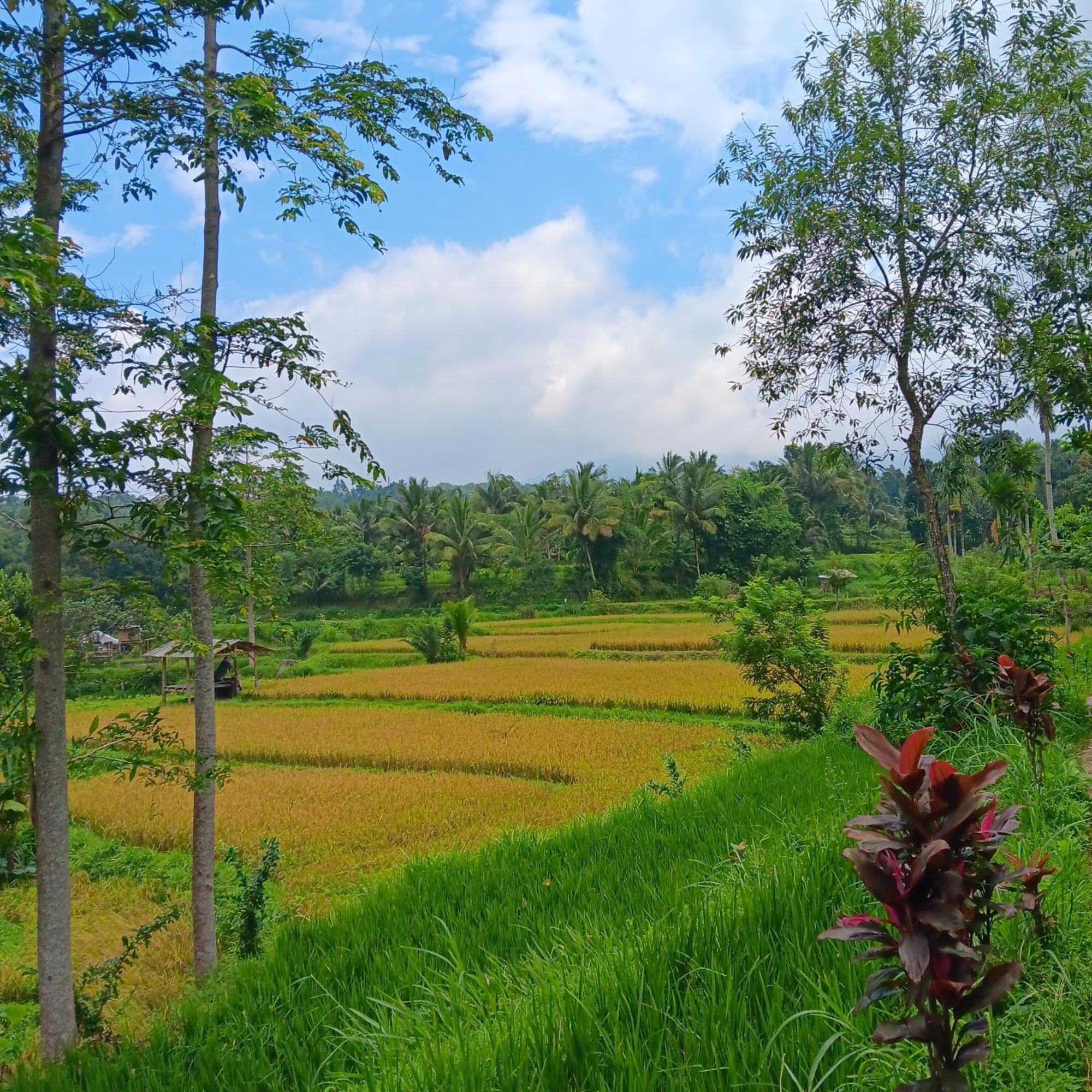 Tetebatu Sunrise Homestay Extérieur photo