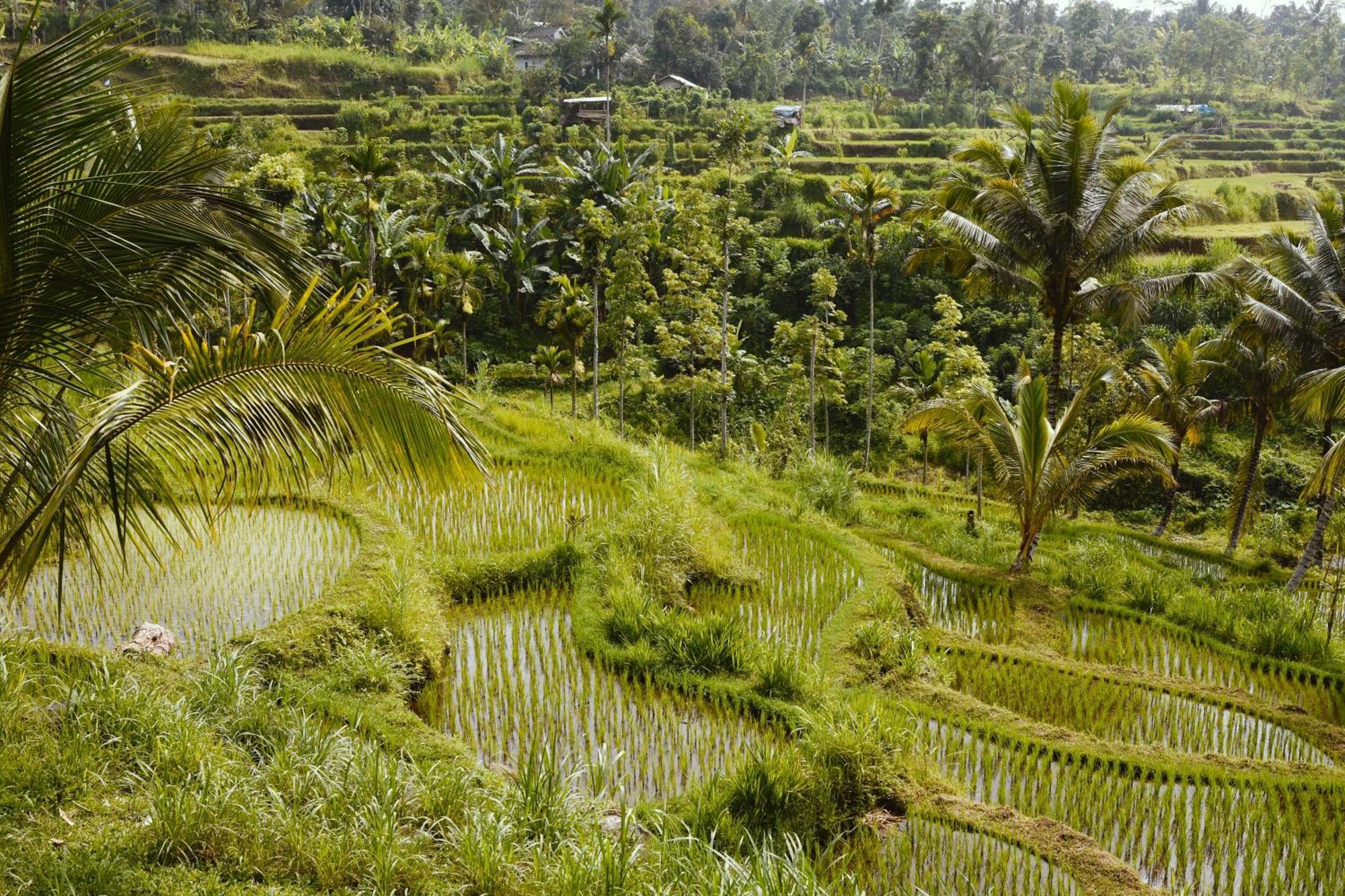 Tetebatu Sunrise Homestay Extérieur photo