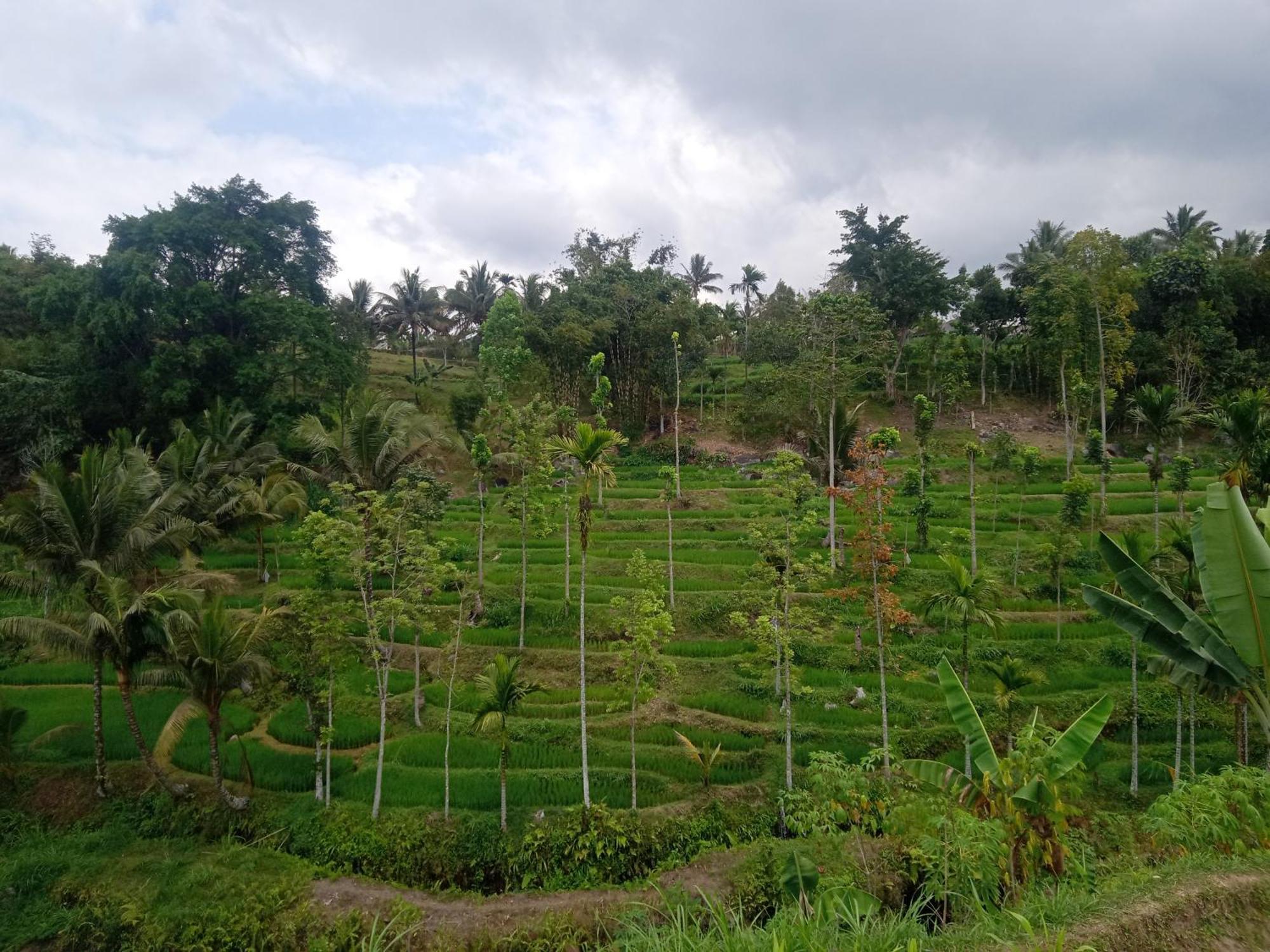 Tetebatu Sunrise Homestay Extérieur photo