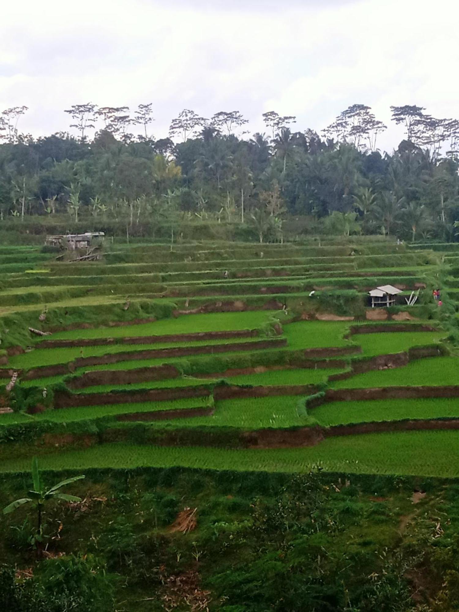 Tetebatu Sunrise Homestay Extérieur photo